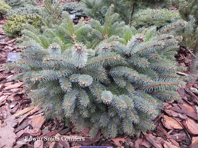 Picea sitchensis 'Uranus'